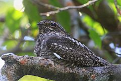 Lesser Nighthawk